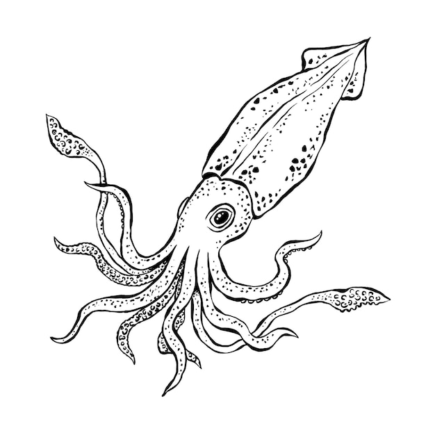 Squid sketch Hand drawn detailed vector illustration of sea animal with tentacles Ink monochrome drawing isolated on white background