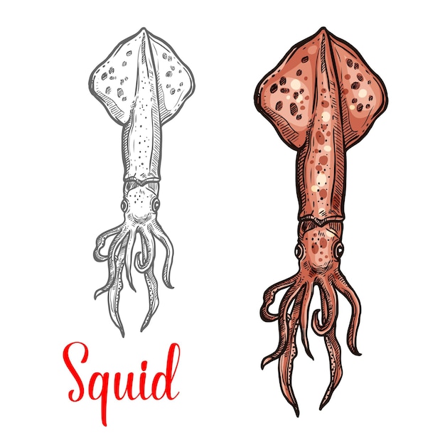 Squid vector ocean seafood mollusc icon