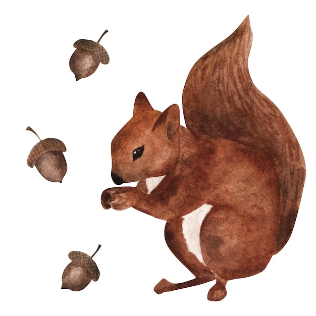 Squirrel. Watercolor drawing. Isolated element on white background.