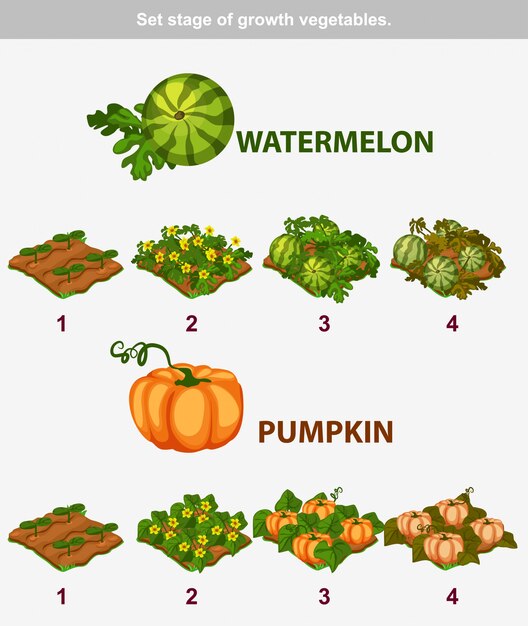 Vector stage of growth vegetables. watermelon and pumpkin