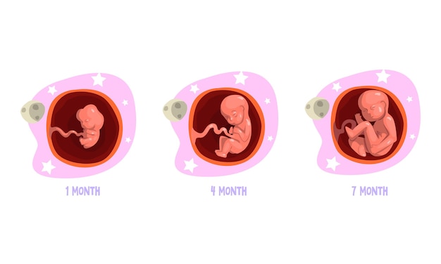 Vector stages of embryo development set 1 4 7 month cartoon vector illustration