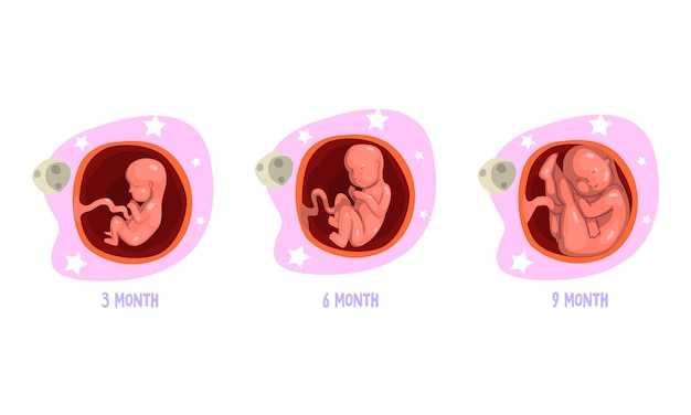 Vector stages of embryo development set 3 6 9 month cartoon vector illustration