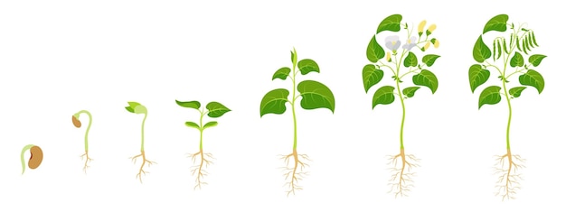 Stages growing green beans development legumes from seed germination to fruit ripening