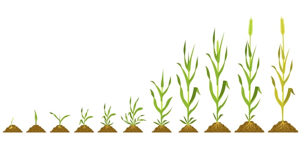 Stages wheat growth vector botanical illustration germination and ripening crops