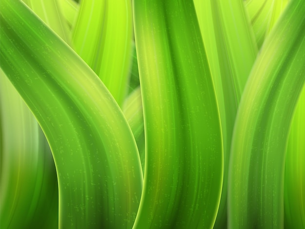 Stalks of grass macro background