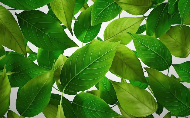 Vector star gooseberry green leaves isolated on a white background closeup