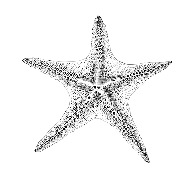 Starfish hand drawn engraving style sketch Underwater animals Vector illustration.