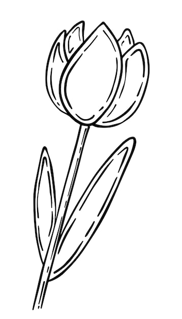 Stem with tulips and leaves plant flower doodle linear