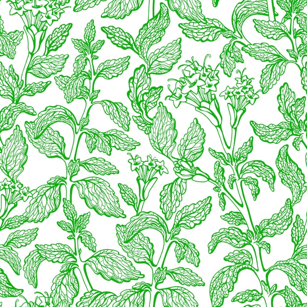 Stevia seamless pattern Green natural plant Sweet leaves Hand drawn sketch