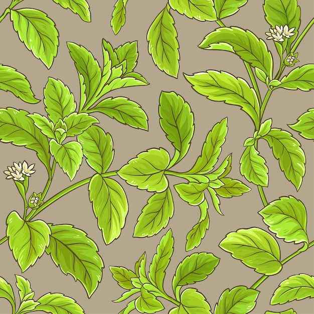 Stevia vector pattern