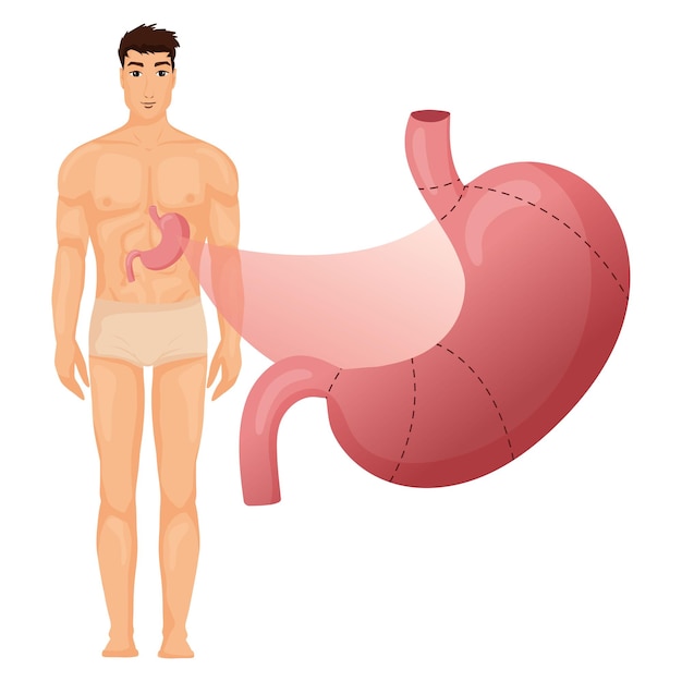 Stomach anatomy with human body