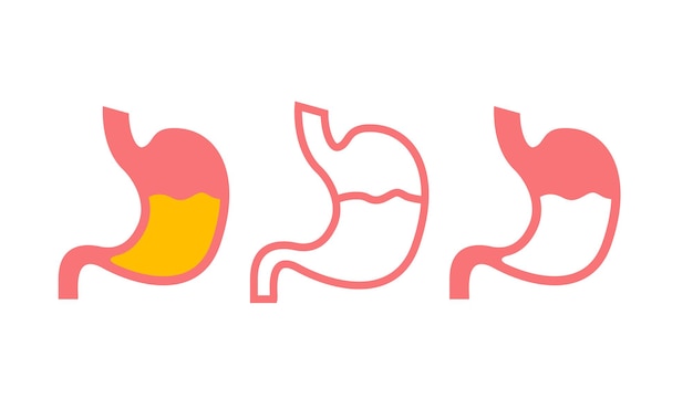 Stomach line icon medical outline symbol Flat line stomach gastric icon