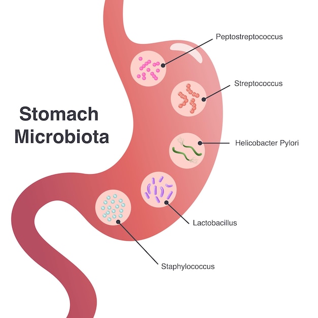 Stomach Microbiota