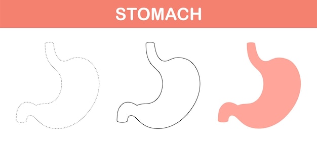 Stomach tracing and coloring worksheet for kids