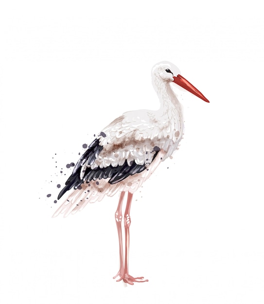 Stork watercolor