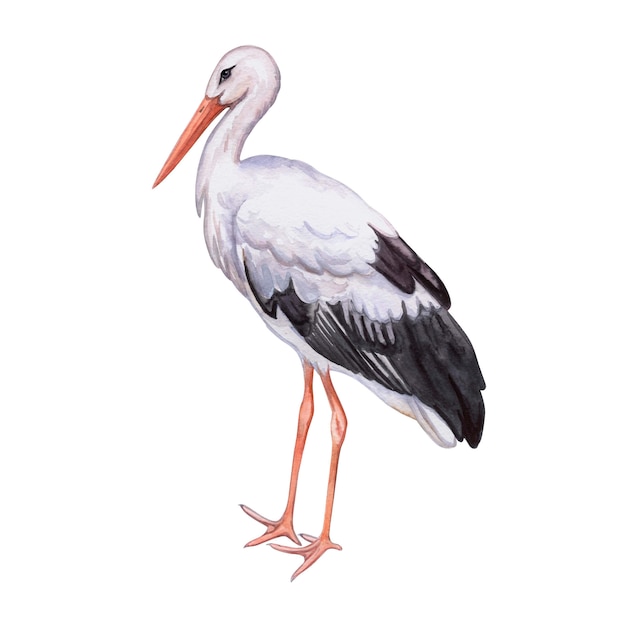 Stork white. Realistic bird isolated. Watercolor