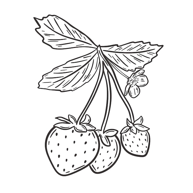 Strawberries on branch with leaves vector isolated illustration