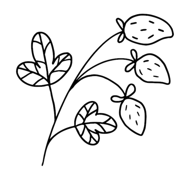 Strawberry branch with leaves and berries in hand drawn doodle style Vector