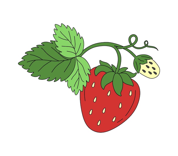 Strawberry doodle Vector color illustration isolated on white