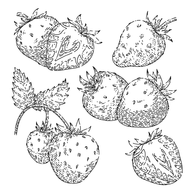 Strawberry fruit set sketch hand drawn vector