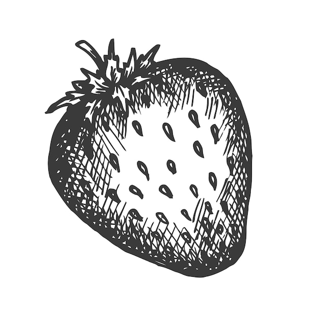 Strawberry hand drawn  illustration.