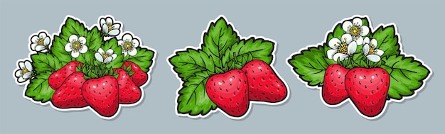 Strawberry hand drawn sticker set Whole red berries leaves flowers Healthy fruit sweet strawberries for greeting card poster patch clothes print flyer emblem Farmers market eco product badge