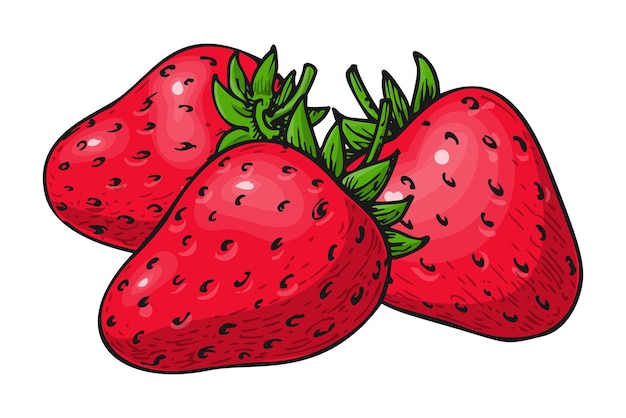 Strawberry handdrawn clip art Three whole ripe wild forest red berries isolated on white Tasty fresh eco fruit Sweet berry bunch Juicy strawberries colorful sketch for sticker patch poster print