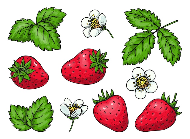 Strawberry set Realistic whole red berries leaves and flowers Healthy fresh sweet food Cartoon hand drawn plant elements for card print badge pins scrapbooking tag farmers market label patches