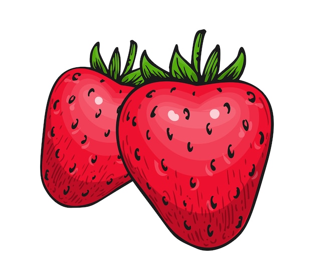 Strawberry two red berries isolated on white Farm fresh whole ripe berry Tasty sweet fruit eco food Juicy strawberries handdrawn clip art for farmers market poster sticker print embroidery patch