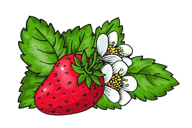 Strawberry with flower and green leaves handdrawn isolated on white Whole ripe mellow garden red berry Sweet fruit eco healthy food Juicy fresh strawberries closeup for print patch sticker package