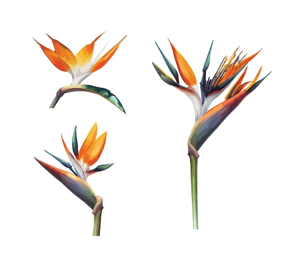 Strelitzia clipart isolated vector illustration