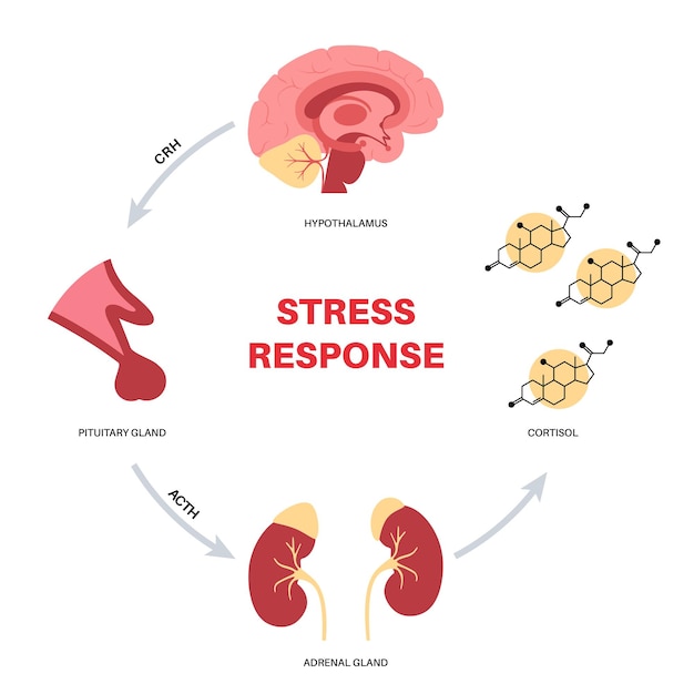 Stress response system. Hypothalamic pituitary adrenal axis. adrenal and pituitary glands concept