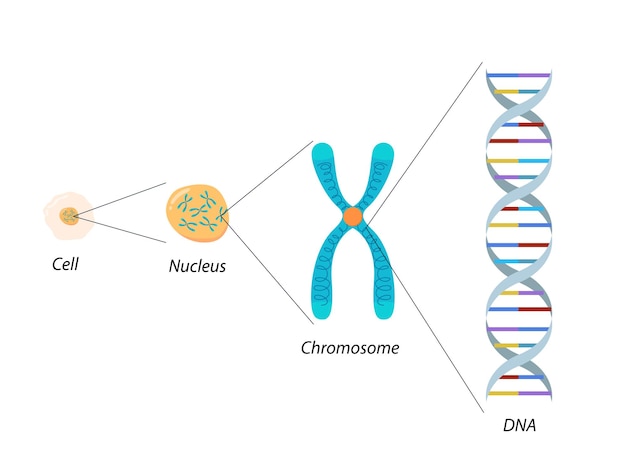 Structure of Cell Chromosome and DNA Molecular biology