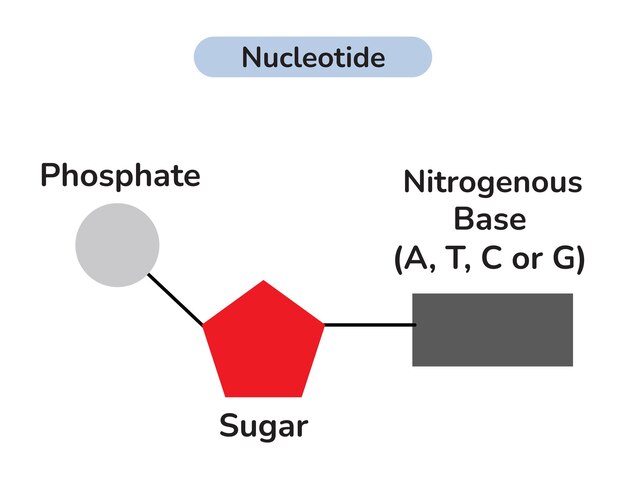 Vector the structure of dna nucleotide