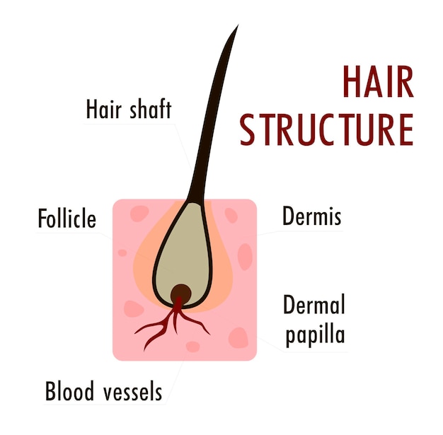 The structure of the hair. Hair structure medical educational science. Anatomy Flat design, vector