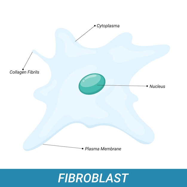 Structure of Human Fibroblast cell