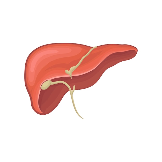 Structure of human liver Organ of digestion Biology and physiology concept Graphic design for book infographic or medical poster Detailed flat vector icon