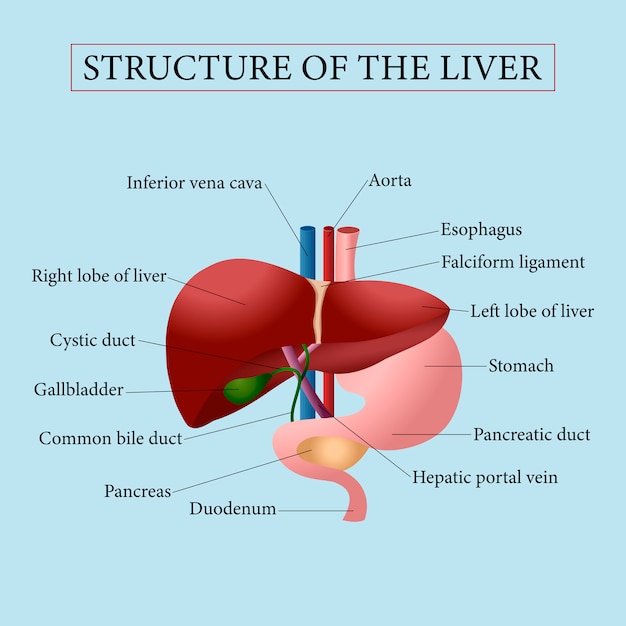 Structure of liver.