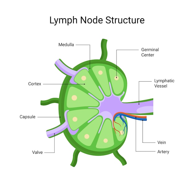 Structure of lymph node diseases