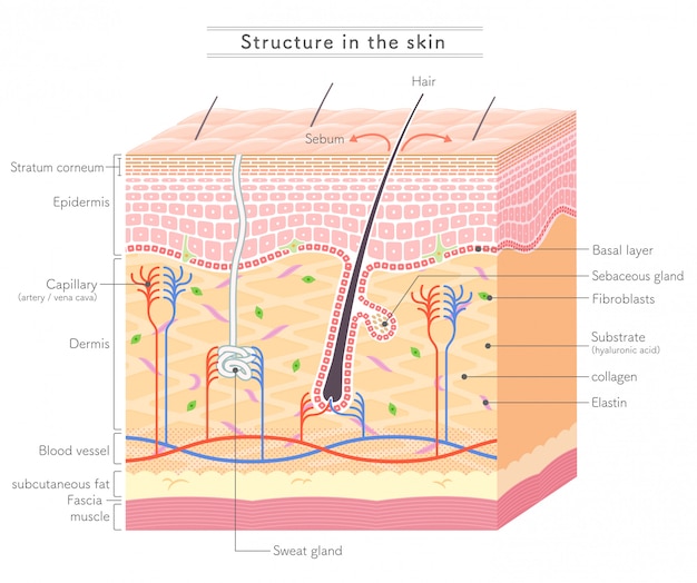 Structure in the skin_English notation 