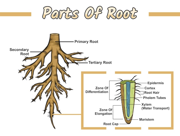 Structures of root