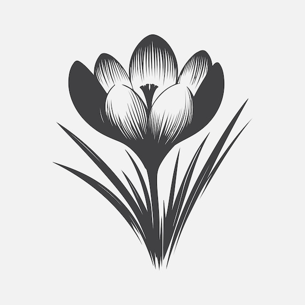 Stunning Crocus Flower Silhouette Capturing Natures Delicate Beauty