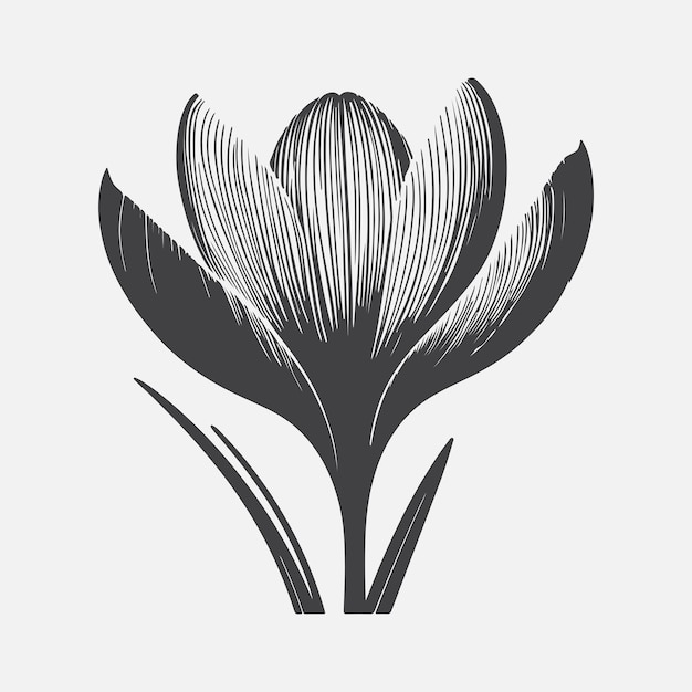 Stunning Crocus Flower Silhouette Capturing Natures Delicate Beauty