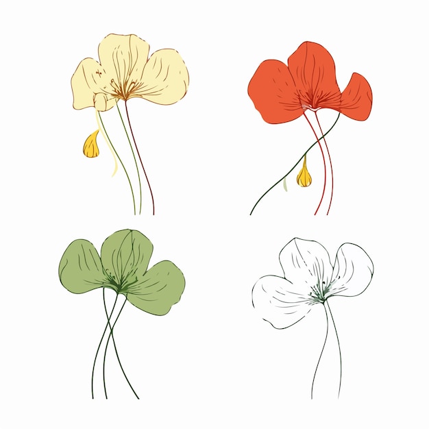 Stunning vector illustration of a nasturtium