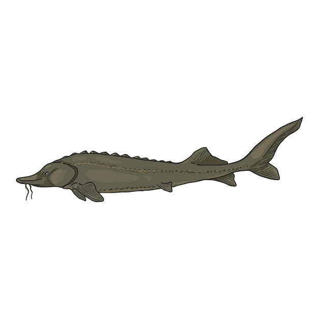 Sturgeon Cartoon Fish Vector Illustration Side View