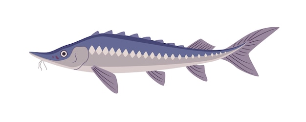 Sturgeon fish underwater wildlife on white background