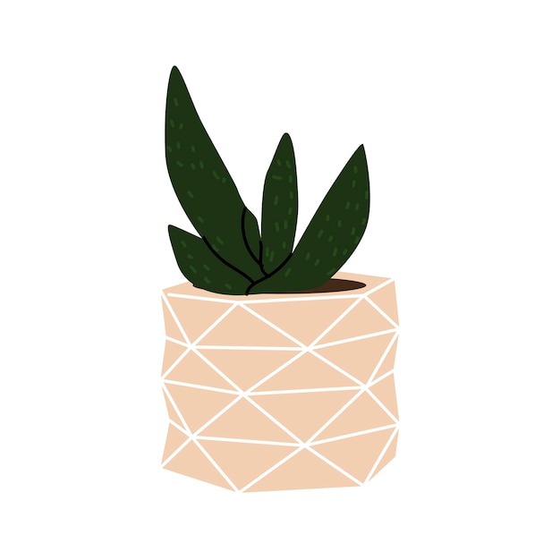 Succulent in the decorative flowerpot Design interior by home plants Botanical minimalism Cartoon style Cute plant in little pot for home or office garden Hand drawn vector illustration