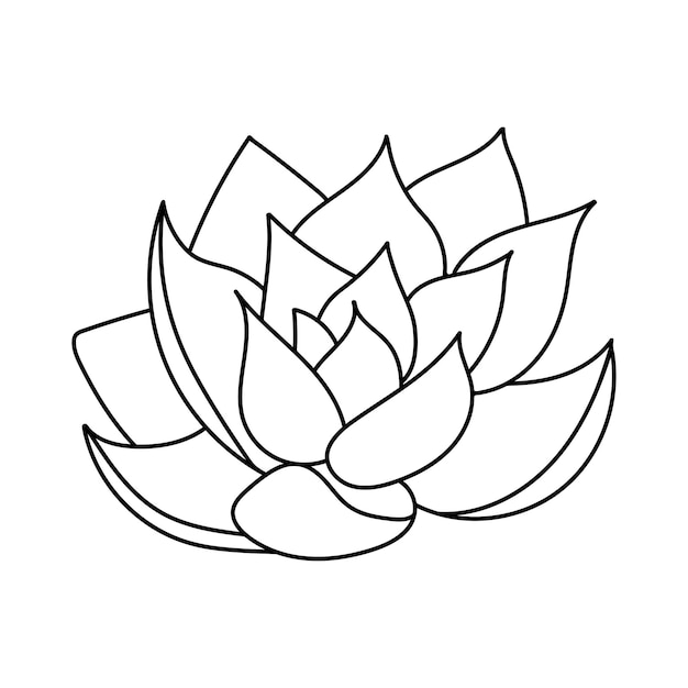 Succulent echeveria in doodle style vector illustration Desert flower outline for print and design