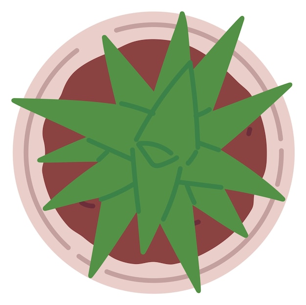 Succulent top view Flat lay plant icon