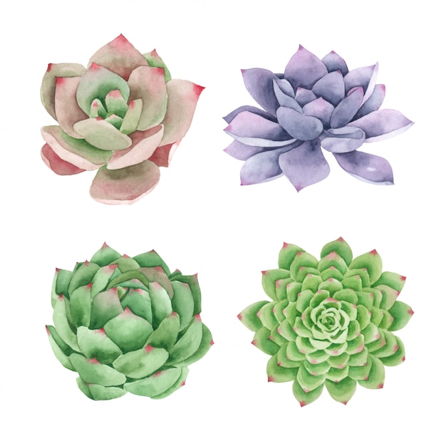 Succulents Cactus Hand Pained in watercolor collection